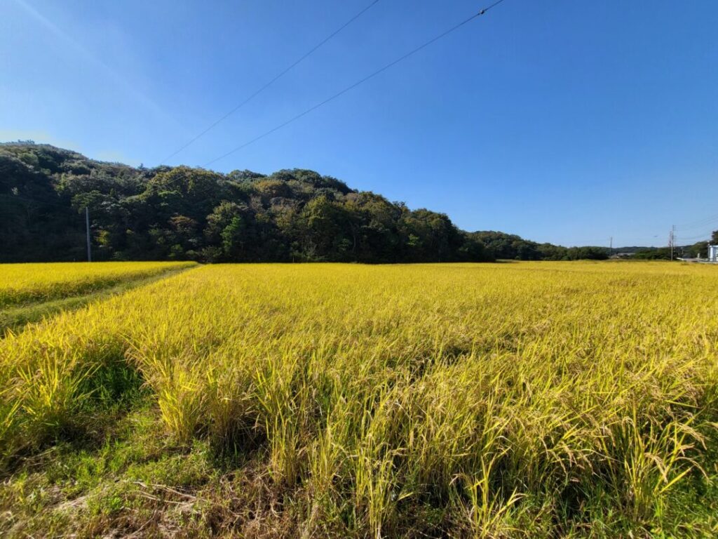 田舎の自然のイメージ写真